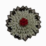 Classic Black Money Bouquet